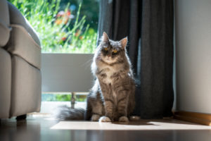 cute blue tabby maine coon cat sitting in sunlight in front of window cute blue tabby maine coon cat sitting in sunlight in front of window
