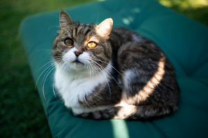 tabby white british shorthair cat resting on cushion of sunbed outdoors tabby white british shorthair cat resting on cushion of sunbed outdoors