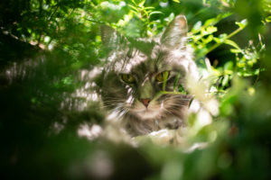 maine coon cat resting between lush foliage in the sunlight maine coon cat resting between lush foliage in the sunlight