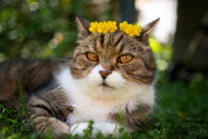 tabby white british shorthair cat wearing a crown made of yellow flowers on it's head tabby white british shorthair cat wearing a crown made of yellow flowers on it's head