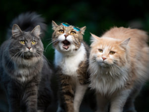 three cats of different colors and breeds standing side by side looking at camera outdoors three cats of different colors and breeds standing side by side looking at camera outdoors