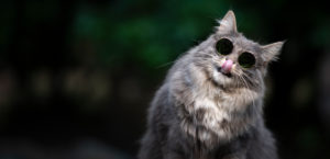 blue tabby white maine coon cat wearing cool sunglasses licking lips and tilting head blue tabby white maine coon cat wearing cool sunglasses licking lips and tilting head