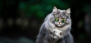 cool blue tabby white maine coon cat wearing sunglasses looking at camera outdoors cool blue tabby white maine coon cat wearing sunglasses looking at camera outdoors