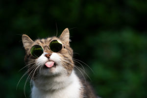 tabby white british shorthair cat with funny sunglasses sticking out tongue tabby white british shorthair cat with funny sunglasses sticking out tongue
