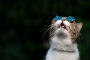 tabby white british shorthair cat wearing funny suglasses looking up in the sky observing birds tabby white british shorthair cat wearing funny suglasses looking up in the sky observing birds