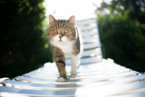 tabby white british shorthair cat walking on sun lounger in sunlight tabby white british shorthair cat walking on sun lounger in sunlight