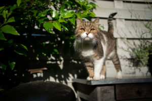 curious tabby white british shorthair cat standing on sunny balcony or terrace curious tabby white british shorthair cat standing on sunny balcony or terrace