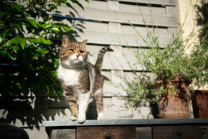 curious tabby white british shorthair cat standing on sunny balcony or terrace curious tabby white british shorthair cat standing on sunny balcony or terrace