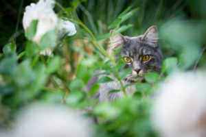 curious maine coon cat hiding behind white rose plant curious maine coon cat hiding behind white rose plant
