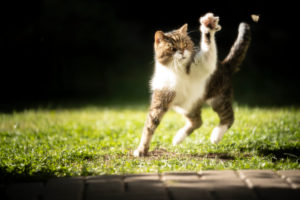 tabby white british shorthair cat hunting a moth in the morning sun tabby white british shorthair cat hunting a moth in the morning sun
