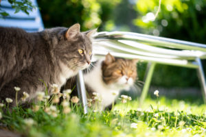 two cats of different breeds observing the sunny garden two cats of different breeds observing the sunny garden
