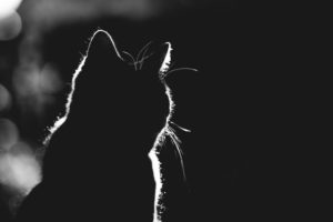 backlight silhouette of a cat standing in the evening sun backlight silhouette of a cat standing in the evening sun