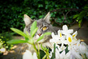 cute blue tabby white maine coon cat hiding behind flowering plant outdoors in garden cute blue tabby white maine coon cat hiding behind flowering plant outdoors in garden