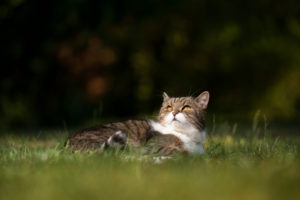 tabby white british shorthair cat lyning on grass looking up in the sky tabby white british shorthair cat lyning on grass looking up in the sky
