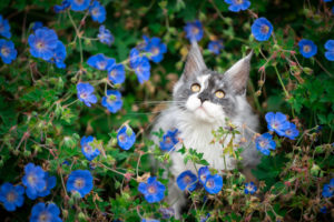 portrait of a beautiful maine coon kitten surrounded by blue flowers portrait of a beautiful maine coon kitten surrounded by blue flowers
