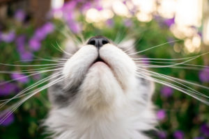 mouth and nose of a young maine coon cat looking up with long whiskers on floral background mouth and nose of a young maine coon cat looking up with long whiskers on floral background