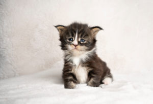 studio shot of a 4 week old tabby white maine coon kitten sitting on blanket with copy space studio shot of a 4 week old tabby white maine coon kitten sitting on blanket with copy space