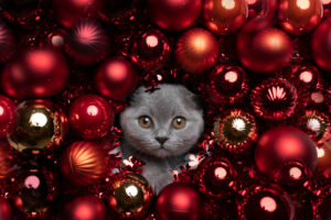 cute british shorthair kitten surrounded by red christmas baubles xmas decoration looking at camera cute british shorthair kitten surrounded by red christmas baubles xmas decoration looking at camera