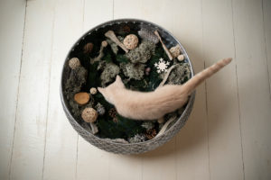 top view of a cream colored british shorthair kitten inside of bowl with winter decoaration elements top view of a cream colored british shorthair kitten inside of bowl with winter decoaration elements