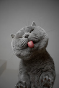 bottom view of fluffy cheeked british shorthait cat licking a glass table with copy space bottom view of fluffy cheeked british shorthait cat licking a glass table with copy space