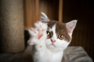 playful white cinnamin british shorthait kitten trying to reach camera with raising paw playful white cinnamin british shorthait kitten trying to reach camera with raising paw