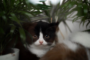 cute tuxedo british shorthair kitten beside plants looking at camera cute tuxedo british shorthair kitten beside plants looking at camera