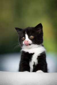 cute hungry black white tuxedo british shorthait kitten licking lips cute hungry black white tuxedo british shorthait kitten licking lips