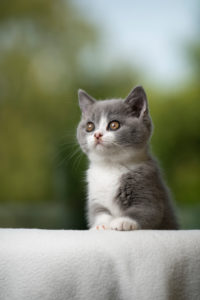cute blue white british shorthair kitten portrait looking curiously cute blue white british shorthair kitten portrait looking curiously
