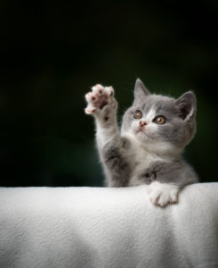 cute playing british shorthair kitten raising paw looking up cute playing british shorthair kitten raising paw looking up