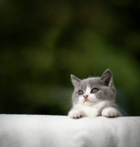 playful british shorthair kitten hiding behind sofa egde with copy space playful british shorthair kitten hiding behind sofa egde with copy space