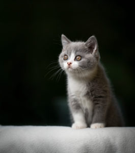 gray white british shorthair kitten standing on white blanket studio shot with copy space gray white british shorthair kitten standing on white blanket studio shot with copy space