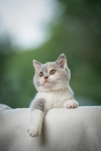 curious tortie white playful british shorthair kitten looking focused with paw hanging down curious tortie white playful british shorthair kitten looking focused with paw hanging down