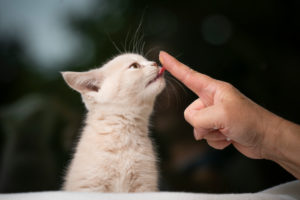 cute cream colored british shorthair kitten licking creamy snacks from cat owners finger cute cream colored british shorthair kitten licking creamy snacks from cat owners finger