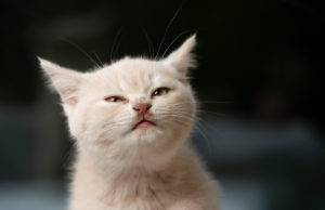 cute cream colored british shorthair kitten making a funny face cute cream colored british shorthair kitten making a funny face