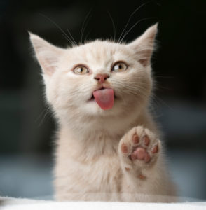 cute cream colored british shorthair kitten licking window glass pane making a funny face cute cream colored british shorthair kitten licking window glass pane making a funny face