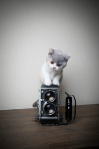cute british shorthair kitten climbing up vintage analog film camera cute british shorthair kitten climbing up vintage analog film camera