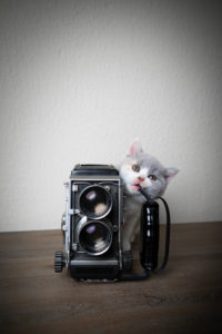 cute british shorthair kitten chewing on old vintage film camera cute british shorthair kitten chewing on old vintage film camera