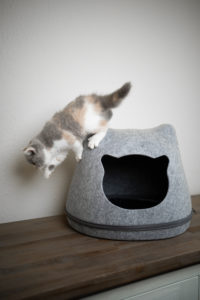 calico white british shorthair kitten jumping down from felt pet cave shaped like a cat's head calico white british shorthair kitten jumping down from felt pet cave shaped like a cat's head