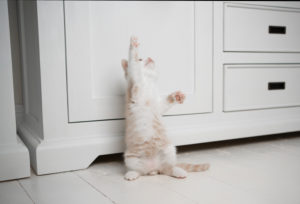 cream colored white british shorthair kitten playing rearing up raising paw cream colored white british shorthair kitten playing rearing up raising paw