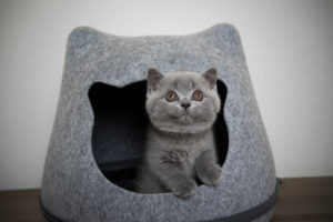 fluffy british shorthair kitten inside of cat head shaped cave looking up curiously fluffy british shorthair kitten inside of cat head shaped cave looking up curiously