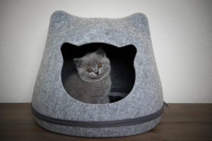cute fluffy british shorthait kitten resting inside of cathead shaped felt pet cave looking out cute fluffy british shorthait kitten resting inside of cathead shaped felt pet cave looking out