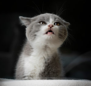 cute young british shorthait kitten with open mouth meowing cute young british shorthait kitten with open mouth meowing