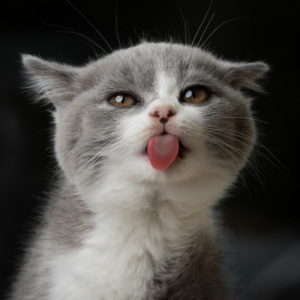 funny portrait of a cute british shorthair kitten sticking out tongue looking at camera funny portrait of a cute british shorthair kitten sticking out tongue looking at camera