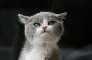 young british shorthair kitten making a cute face young british shorthair kitten making a cute face
