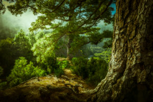 Spain, the Canaries, La Palma, the north, wood, pinewood Spain, the Canaries, La Palma, the north, wood, pinewood