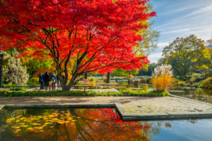 Deutschland, Hamburg, Park, Parkanlage, Planten un Blomen, Herbst Deutschland, Hamburg, Park, Parkanlage, Planten un Blomen, Herbst