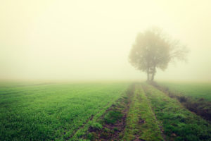 Misty autumnal landscape in Kirchwerder, Vier- und Marschlande, Hamburg, Germany, Europe Misty autumnal landscape in Kirchwerder, Vier- und Marschlande, Hamburg, Germany, Europe