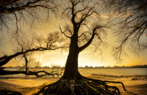 Trees at the Elbe in Kirchwerder, Vier- und Marschlande, Hamburg, Germany, Europe Trees at the Elbe in Kirchwerder, Vier- und Marschlande, Hamburg, Germany, Europe
