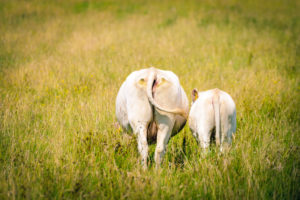 Germany, Hamburg, Kirchwerder, cows on pasture Germany, Hamburg, Kirchwerder, cows on pasture