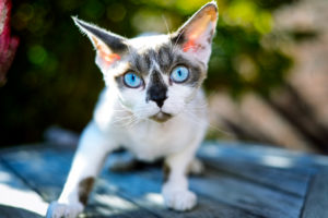 Purebred cat Devon Rex, Felis catus Purebred cat Devon Rex, Felis catus